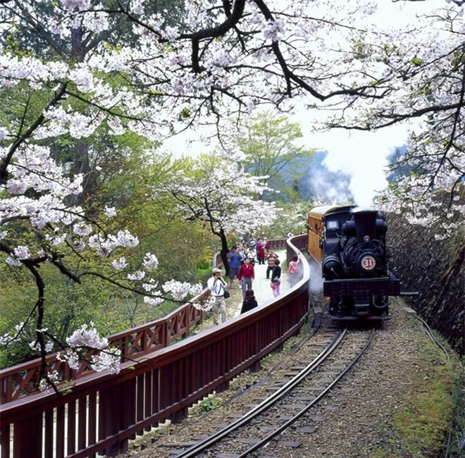 Đoàn tàu hơi nước đẹp mê hồn khi hoa anh đào nở vào tháng 4 hàng năm. Ảnh: Taiwan sights