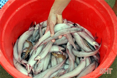 4 giờ sáng ra biển bắt loài cá nhão như cháo, thế mà chả bao giờ ế