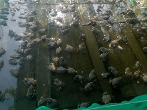 An Giang: Lai rai kiếm tiền tiêu nhờ làm vèo nuôi ếch trên sông