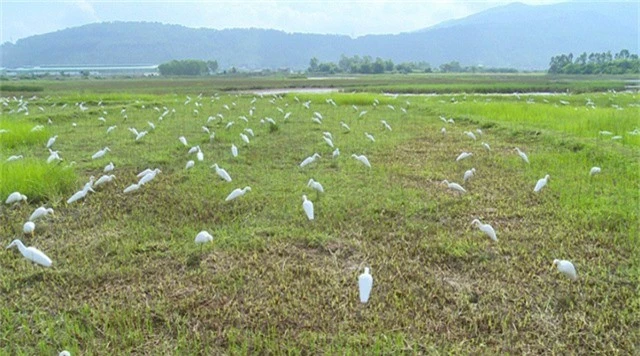  Nhìn từ xa, nhiều người sẽ lầm tưởng 1 đàn cò trắng đang đậu dưới cánh đồng này... Tuy nhiên, đây chỉ là một đàn cỏ giả trên cánh đồng giữa hai xã Trường Lâm và Xuân Lâm (huyện Tĩnh Gia, Thanh Hóa). 