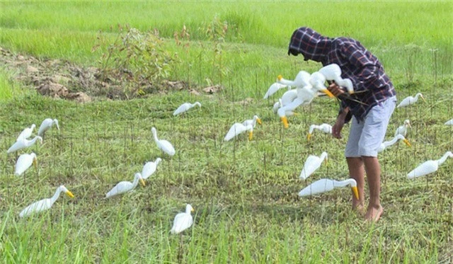  “Chủ yếu để bắt cò trắng và vạc. Đây là chiêu thức mồi nhử để những con chim trời bay về và chúng sẽ dính bẫy vào những cọc tre đã được bôi keo từ trước”, một thợ bẫy chim cho biết. 