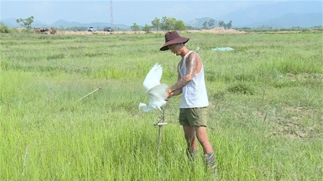  Thợ săn chim buộc một con cò mù làm mồi nhử trên đồng. 