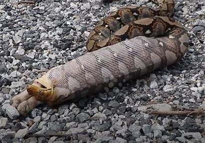 Clip: 'Rùng mình' cảnh con trăn 2 mét nhả ra chó nhà