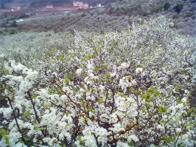 Mùa xuân hoa mận nở trắng trời ở Mộc Châu