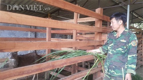 Nuôi Hươu lấy nhung kiếm hàng trăm triệu