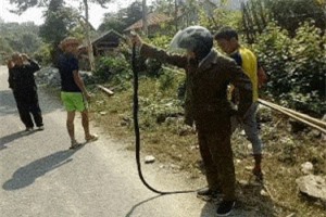 Clip: ‘Thót tim’ xem người đàn ông tay không bắt rắn hổ mang chúa ở Nghệ An 