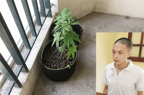 Clip: Cảnh giác với tội phạm ma túy 'ẩn náu' tại các khu chung cư