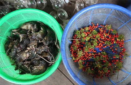 Cận cảnh đặc sản chuột ăn hạt sâm đãi khách quý ở núi Ngọc Linh