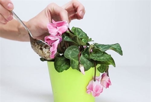 Mẹo cực hay giúp hoa, cây cảnh sắp chết héo cỡ nào cũng tươi tốt chỉ sau vài ngày