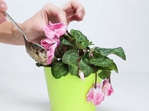 Mẹo cực hay giúp hoa, cây cảnh sắp chết héo cỡ nào cũng tươi tốt chỉ sau vài ngày