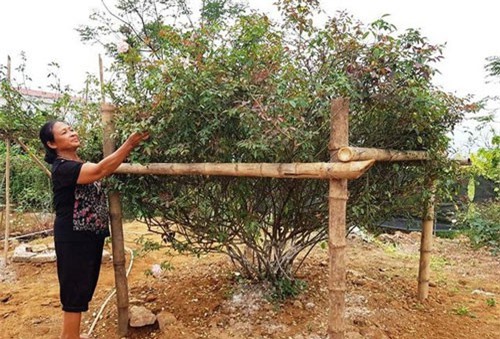 Ngắm "cụ" hồng phấn cổ tán rộng chục người ôm, 60 triệu không bán 