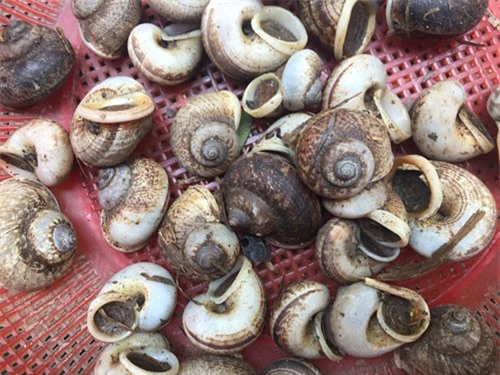 Người miền Tây lên đỉnh núi Cấm săn loài ốc kỳ lạ 'tan' vào đá núi