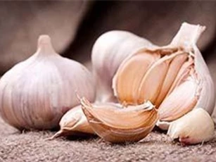 'Bí kíp' trị viêm xoang mũi bằng tỏi cực kỳ hiệu quả