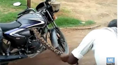 Clip: Toát mồ hôi lôi con trăn cỡ lớn ra khỏi xe côn tay