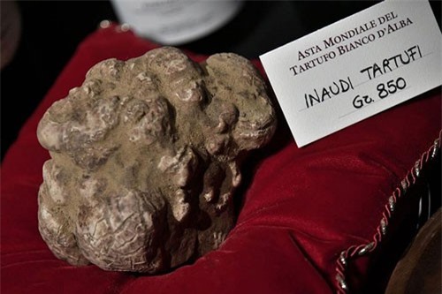 Loài nấm thần dược phòng the được bán giá 'cắt cổ'