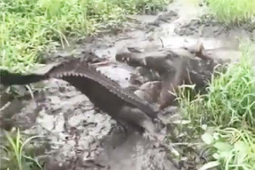 Clip: Màn hỗn chiến ác liệt của 2 con cá sấu