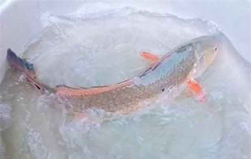 Ngư dân ở Bình Định bắt được cá lạ