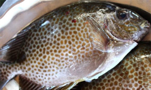 Kiên Giang: Cho cá nâu ở chung với tôm sú, 6 tháng đã có lời to