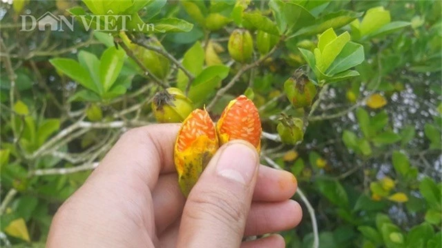 la ma hay: hai ra tien nho loai cay dai moc quanh ao hinh anh 2