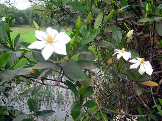 trong danh danh, nhieu nguoi tro thanh trieu phu hinh 7