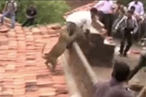 Clip: 'Thót tim' cảnh báo đốm tấn công cả làng ở Ấn Độ