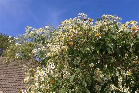 Clip: Chiêm ngưỡng cây dã quỳ trắng độc đáo nhất Đà Lạt