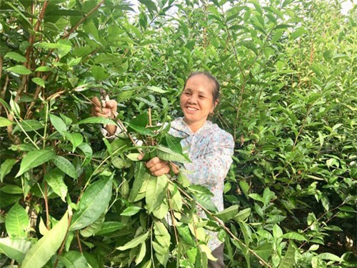 Trồng chè xanh bán lá, U60 thu 20 triệu/tháng