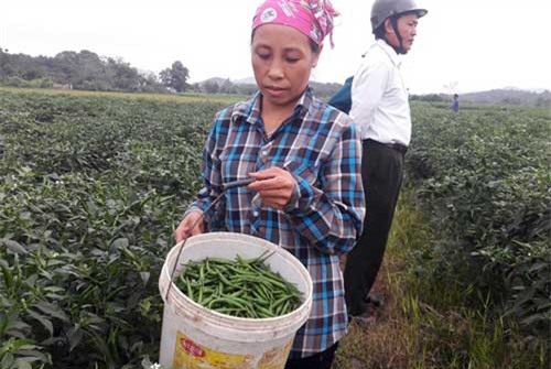 Người dân lo lắng vì giá ớt cay xuất khẩu chỉ bằng một nửa năm ngoái