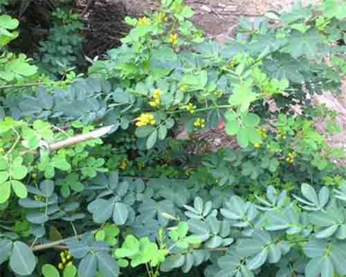 Vợ chết, chồng nguy kịch nghi do uống nước lá cây