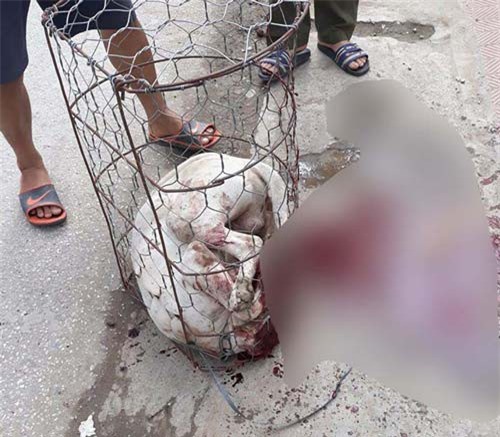 Hà Nội: Chó Pit bull hóa 'sát thủ máu lạnh' cắn chủ và hàng xóm nhập viện