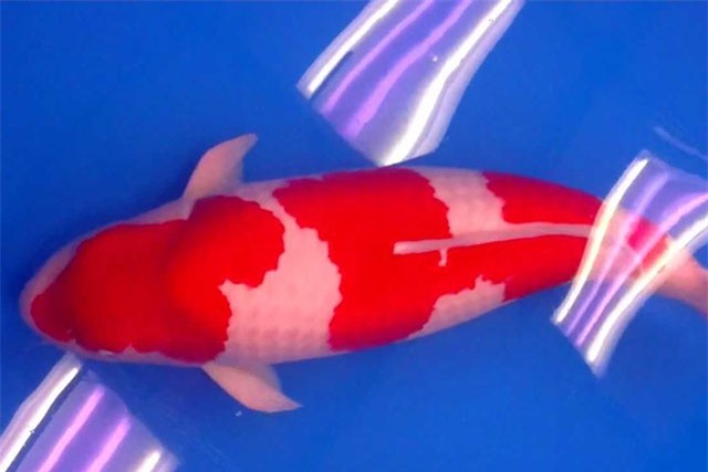 Chú cá Koi này có gì hấp dẫn mà được bán với giá lên tới hơn 41 tỷ đồng?