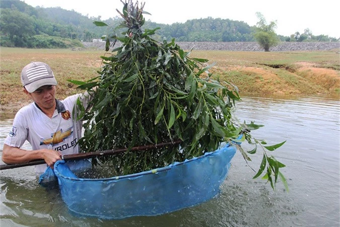 Bắt tôm, tép bằng lá cây kiếm nửa triệu đồng mỗi ngày