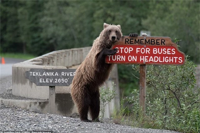  Gấu tạo dáng bên biển cảnh báo giao thông (Ảnh: Jonathan Irish) 