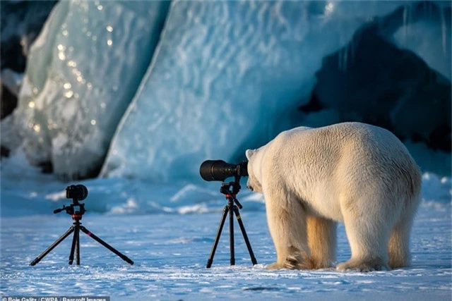  Gấu trắng làm nhiếp ảnh gia (Ảnh: Roie Galitz - Na Uy) 