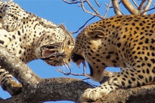 Clip: Cuộc chiến sống còn của 2 con báo hoa mai