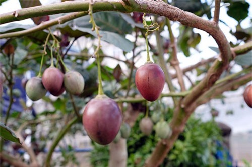 Ngán ngẩm, cây siêu quả gây "sốt" giờ giá bỗng rớt thảm