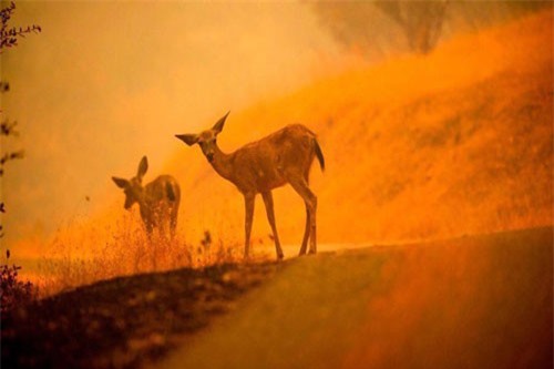 Những con vật xấu số trong vụ cháy rừng ở California