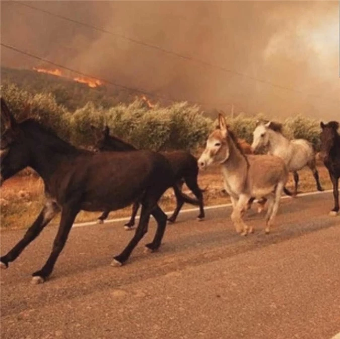 Những chú ngựa thi nhau chạy khỏi đám cháy