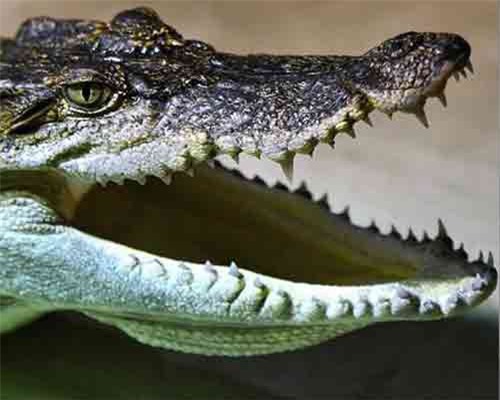 Phân chim mòng biển từng là ‘xương sống’ nền kinh tế Peru