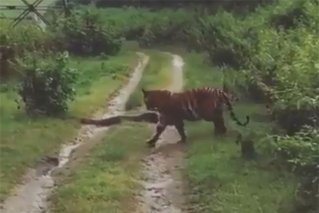 Clip: Hổ dữ ‘chùn bước’ trước trăn khổng lồ