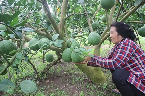 Thị trường bưởi da xanh cũng đang lo vỡ trận vì tăng “nóng” về diện tích. Trong ảnh: Vườn bưởi da xanh tại xã Xuân Lập, TX.Long Khánh.