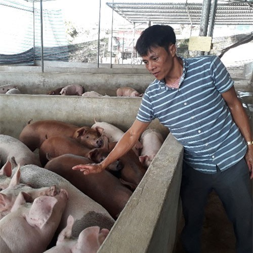 Nuôi lợn kiểu này thịt ngon, thương lái đổ xô tới mua, lãi 2 tỷ chỉ trong 4 tháng