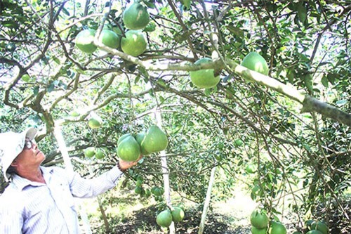 Lão nông trồng bưởi theo hướng hữu cơ