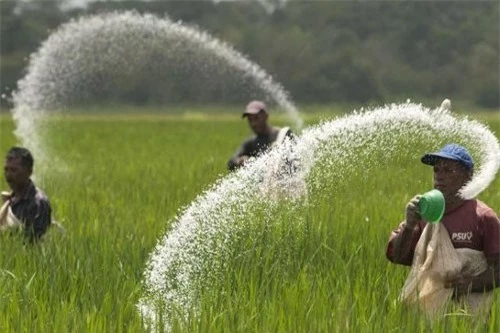 Nhiều nông dân lo lắng vì giá phân bón tăng.