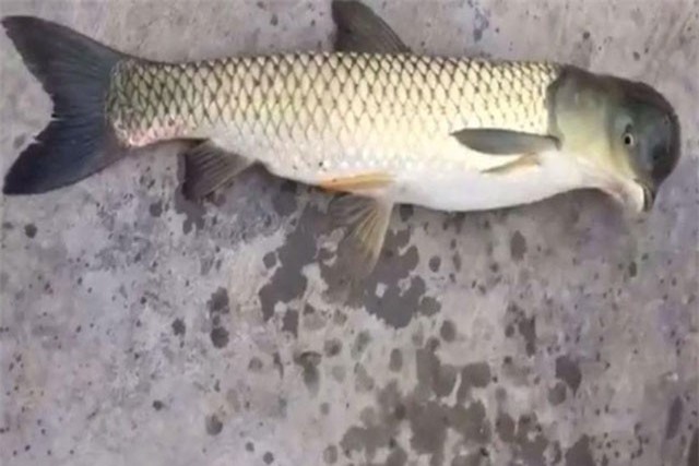 Sinh vật ‘mình cá trắm, đầu bồ câu’ gây sốc