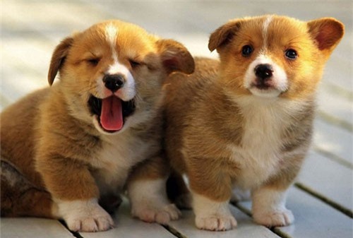 Dự đoán ngày mới (22/11) cho 12 con giáp: Tuổi Tuất vui vẻ, tuổi Ngọ hoài niệm quá khứ