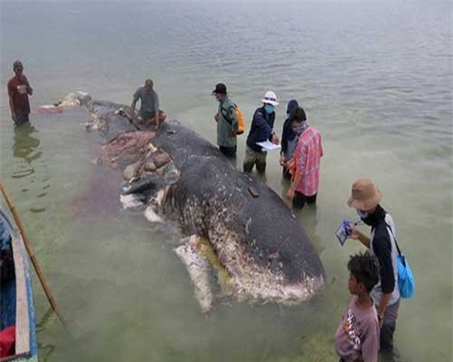 Xác cá voi chứa 6kg rác thải nhựa trôi dạt vào vùng biển Indonesia