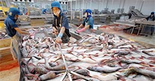 Thị trường xuất khẩu cá tra sang Trung Quốc đang tăng mạnh