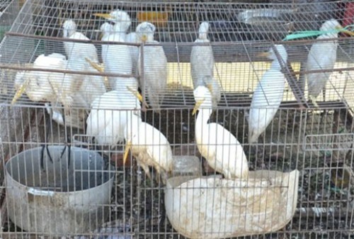 Chợ động vật hoang dã lớn nhất miền Tây vẫn còn... hoang dã