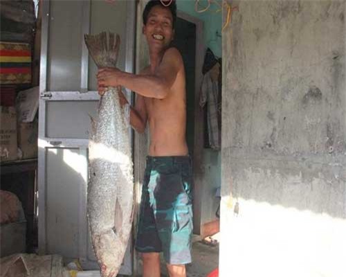 Ngư dân bắt được cá nghi là sủ vàng quý hiếm
